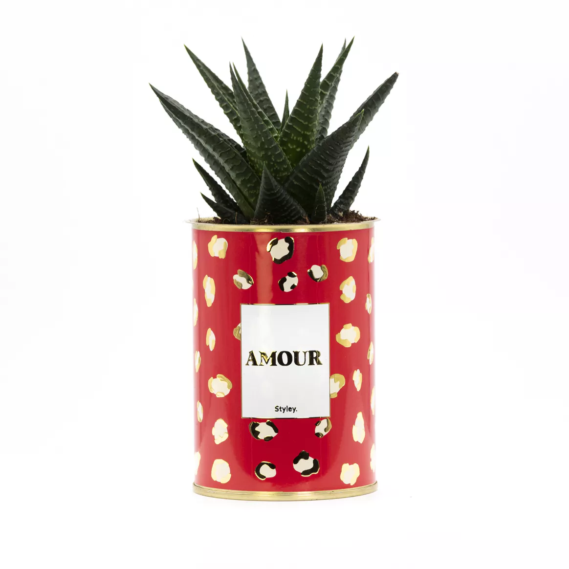 Plante grasse - Amour