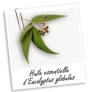 Huile Essentielle 100% pure EUCALYPTUS (30ml)